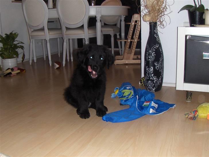 Blanding af racer Rossi billede 14