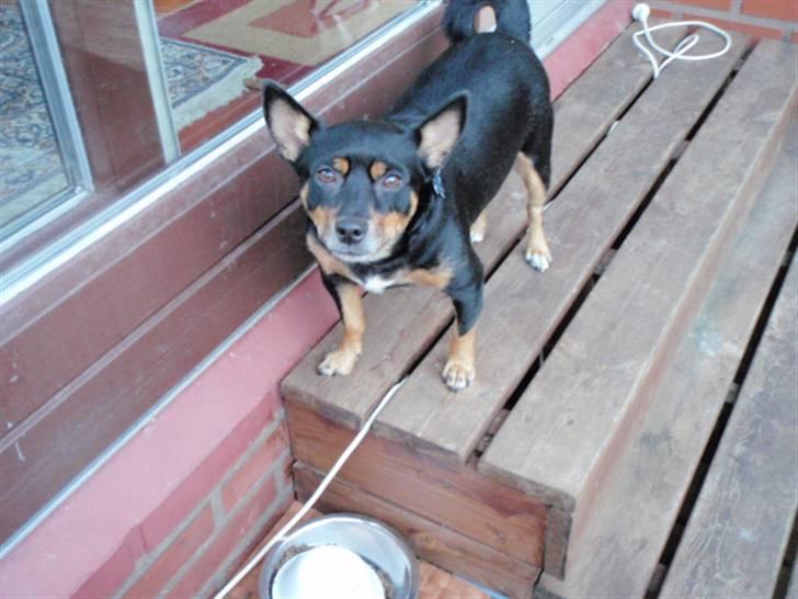 Blanding af racer Buller - Buller er lige på vej ud : ) < 3 elsker dig< 3 billede 7