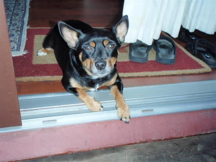 Blanding af racer Buller - ligger lige og slapper af min lille dumpo < 3 : ) billede 8