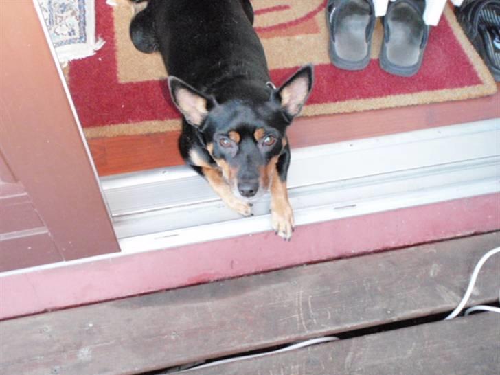 Blanding af racer Buller - elsker dig basse : ) billede 9