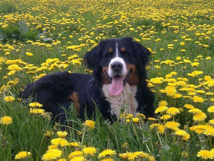 Berner sennenhund Nala *min eneste  ene* billede 9