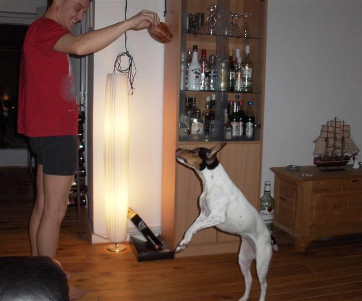 Dansk svensk gaardhund Mille - fang øret - hvis du kan :o) billede 12