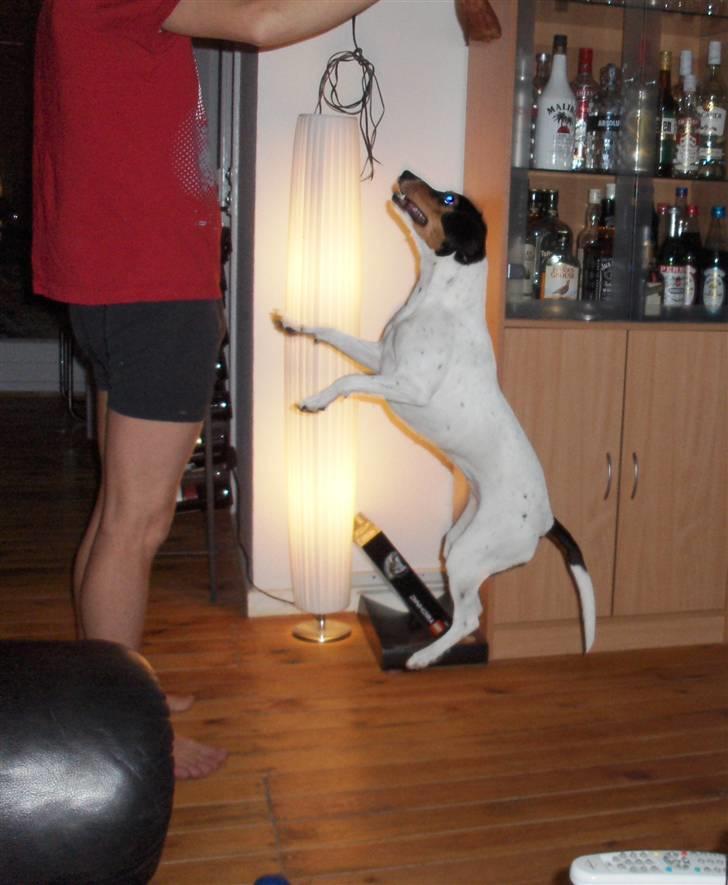 Dansk svensk gaardhund Mille - nu er man godt 11 måneder og synes det er mægtig sjovt at hoppe op og fange tingene billede 13