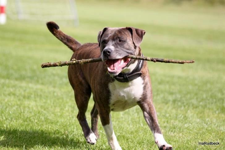 Amerikansk staffordshire terrier psycho - 2 år og 4 mdr billede 3