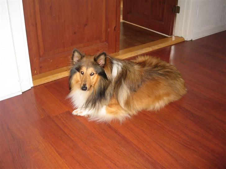 Shetland sheepdog <3Tjalfe<3 - halløj billede 14
