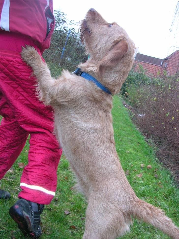 Basset fauve de bretagne Chapper  - Se hvor dygtig jeg er (når jeg kan få en godbid) billede 8