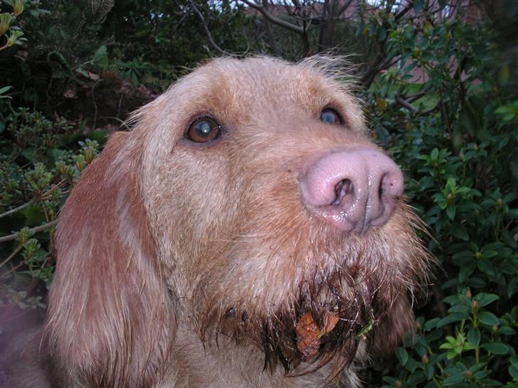 Basset fauve de bretagne Chapper  - der er nok ingen der kan se at jeg har gravet (lidt) i min mors blomster billede 9