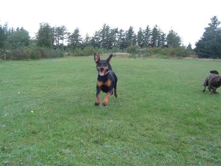 Blanding af racer Sia *R.I.P* billede 13