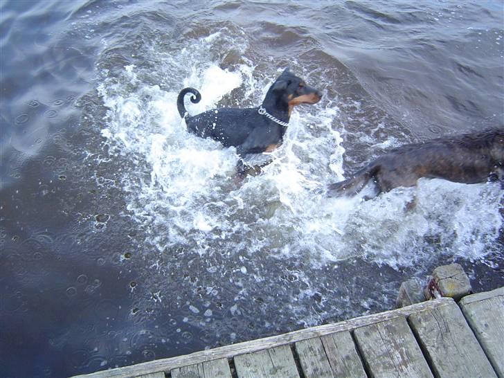 Blanding af racer Sia *R.I.P* billede 14