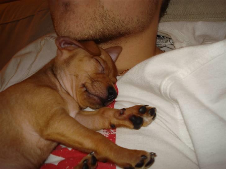 Blanding af racer Mini - Godnat... billede 1