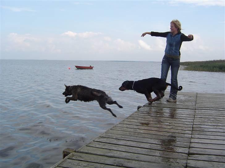 Blanding af racer Sia *R.I.P* billede 15