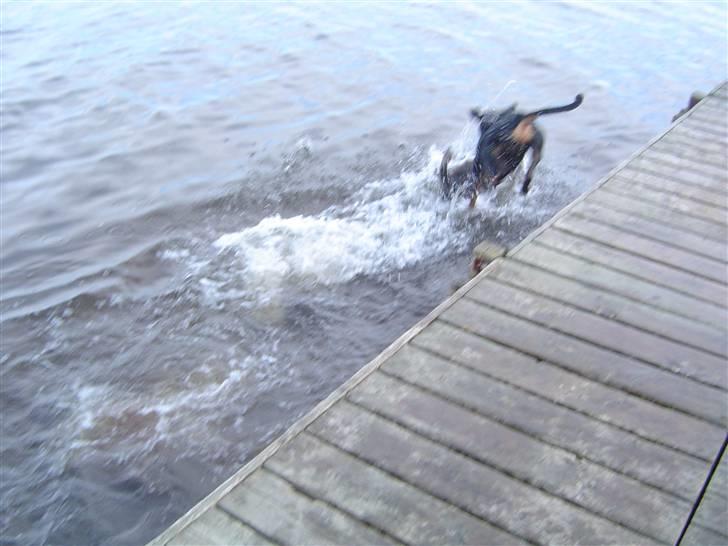 Blanding af racer Sia *R.I.P* billede 16