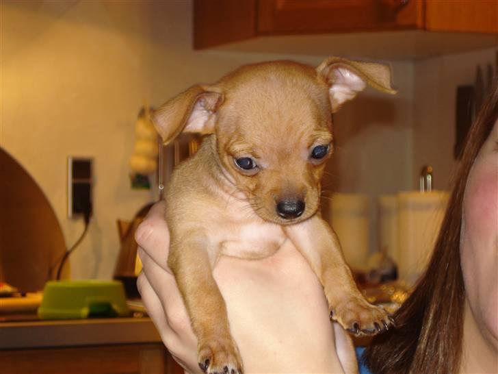 Blanding af racer Mini - Hej hej... billede 2