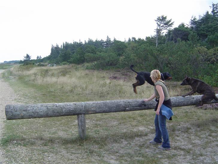 Blanding af racer Sia *R.I.P* billede 17