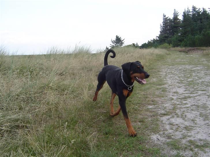 Blanding af racer Sia *R.I.P* billede 18