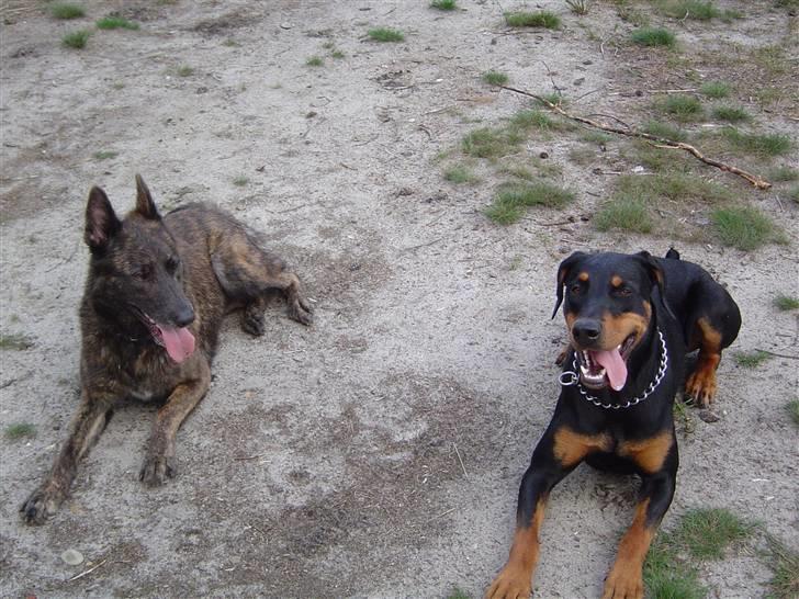 Blanding af racer Sia *R.I.P* billede 19