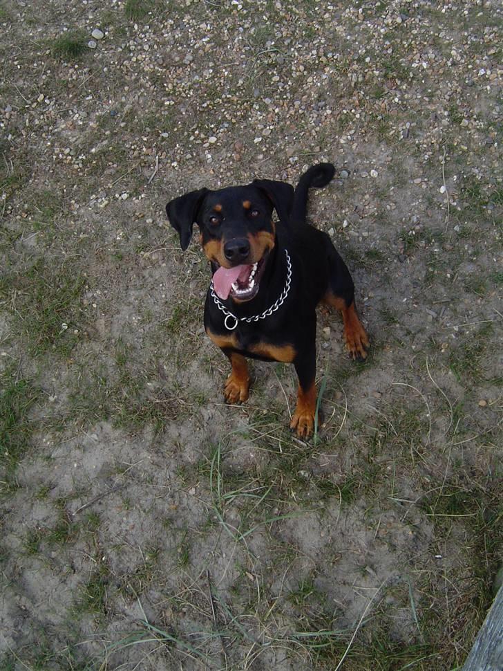 Blanding af racer Sia *R.I.P* billede 20