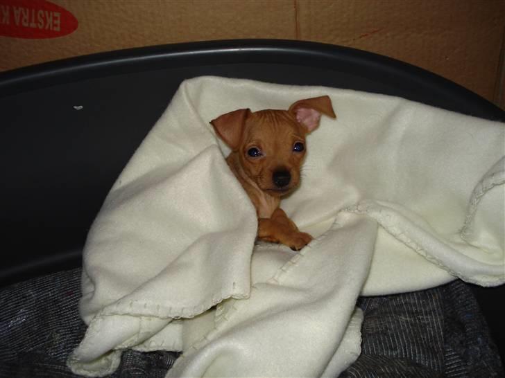 Blanding af racer Mini - Hun putter billede 3