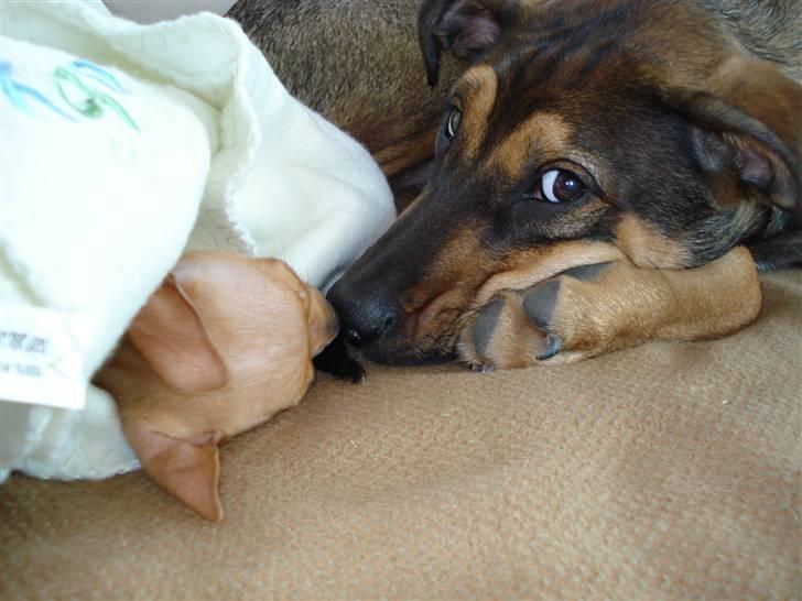 Blanding af racer Mini - Søster og bror... billede 4