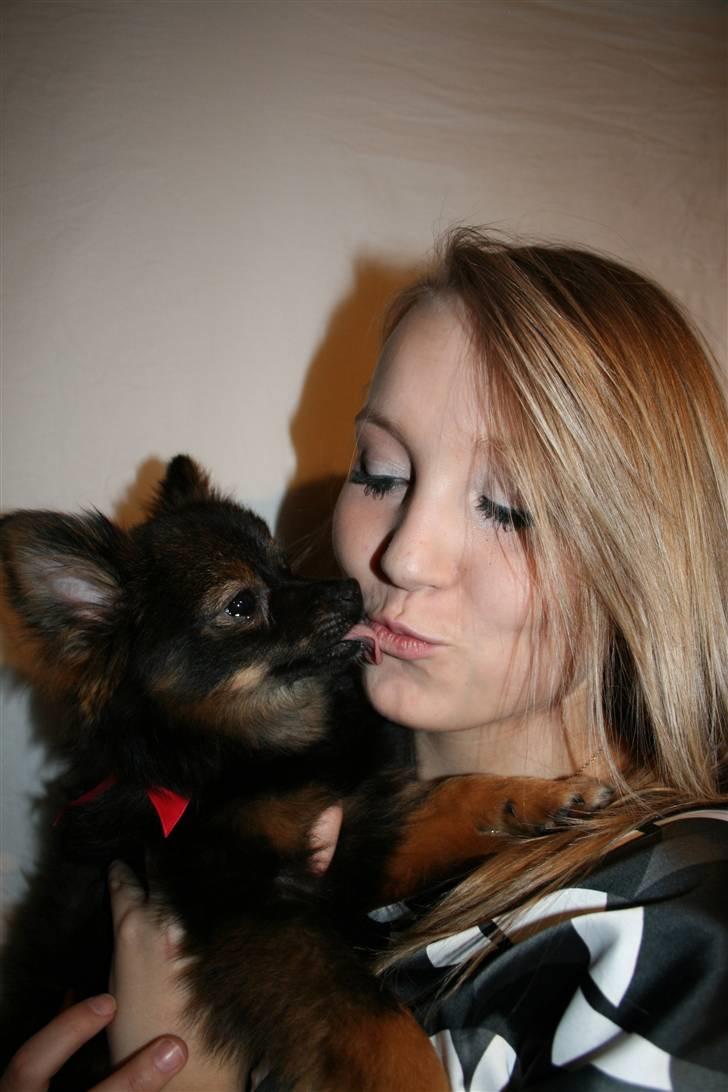 Kleinspitz Suki - Elsker af give min ejer kysser. billede 8