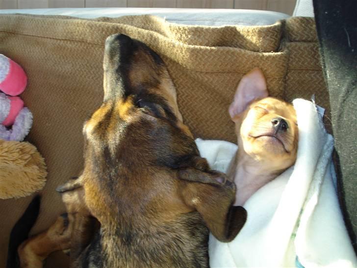 Blanding af racer Mini billede 5