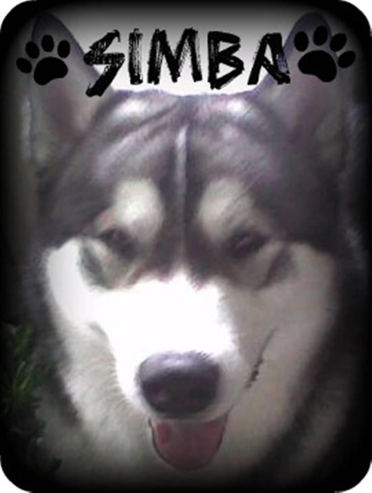 Alaskan malamute Simba  billede 1