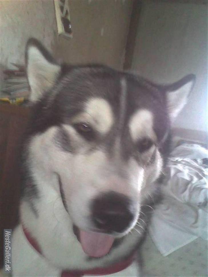 Alaskan malamute Simba  billede 2