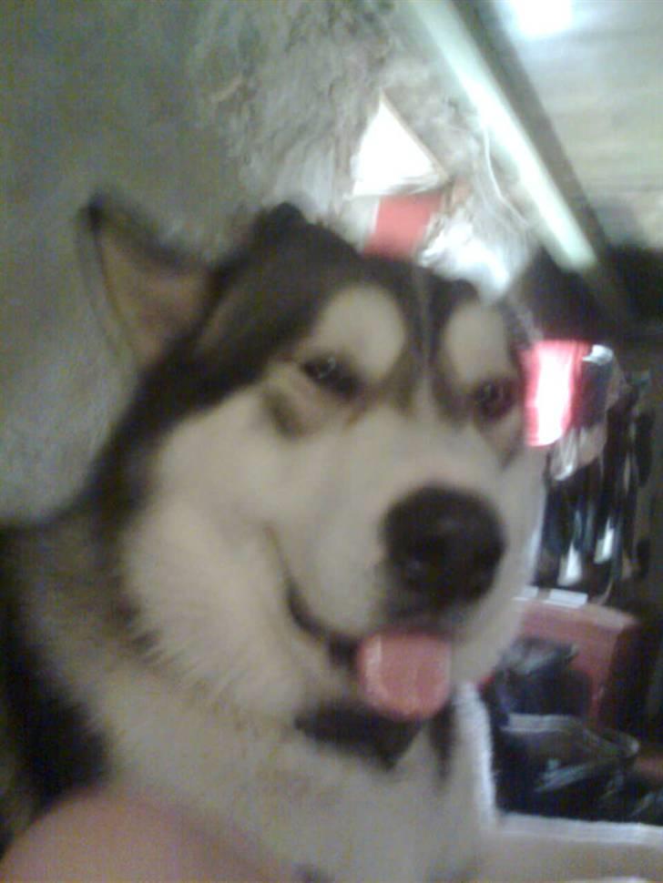 Alaskan malamute Simba  billede 3