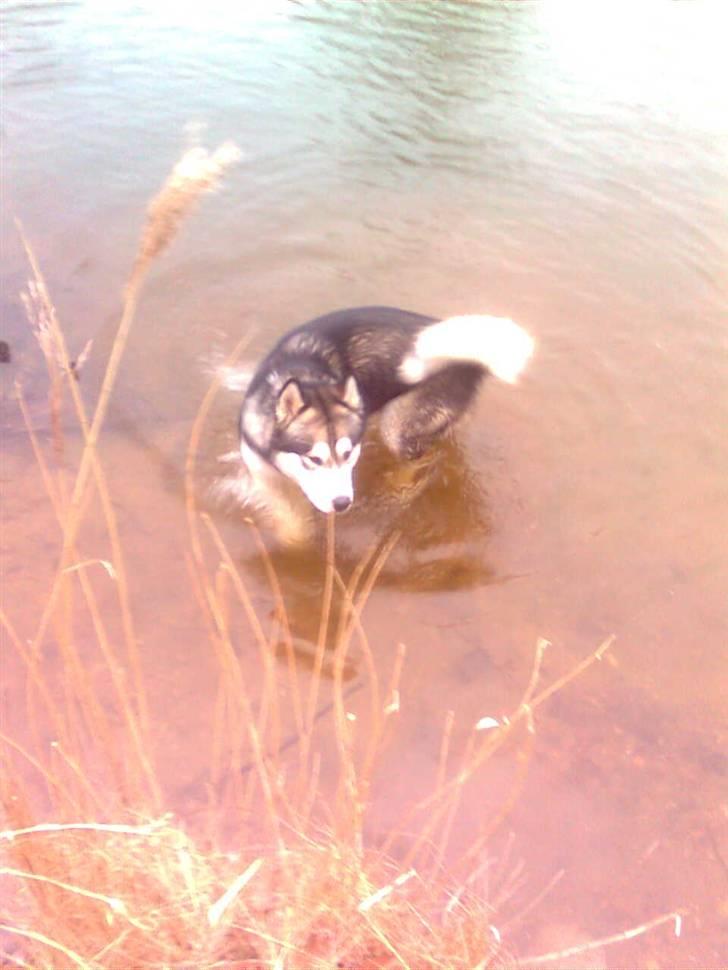 Alaskan malamute Simba  billede 4
