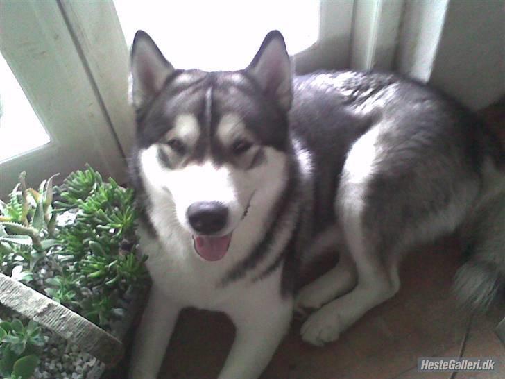 Alaskan malamute Simba  billede 5