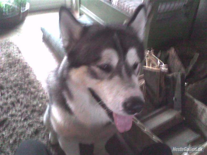 Alaskan malamute Simba  billede 6