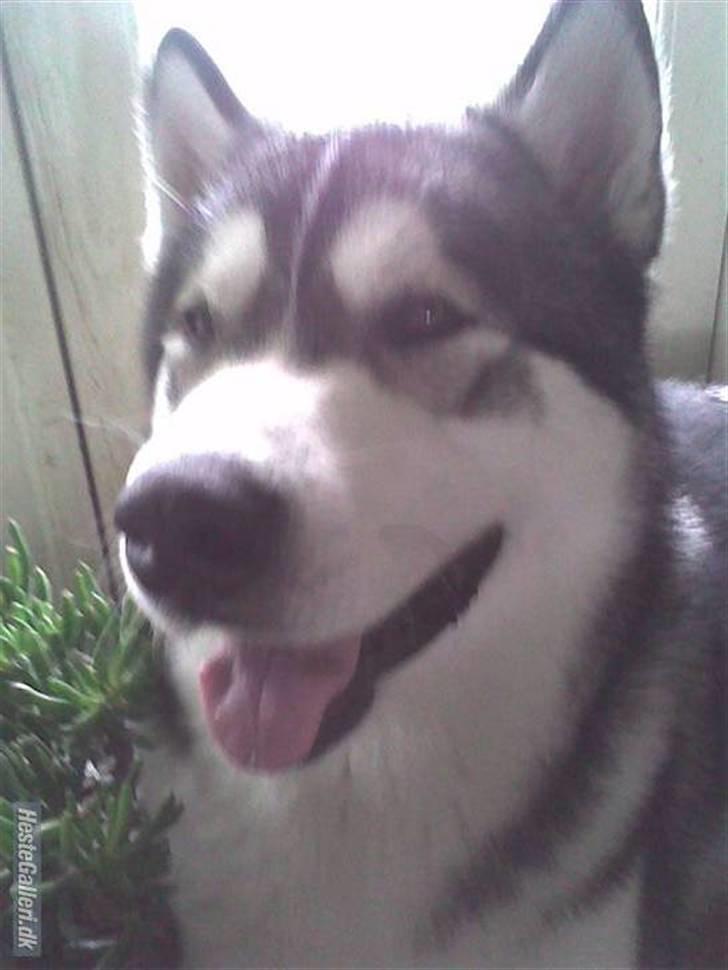 Alaskan malamute Simba  billede 7