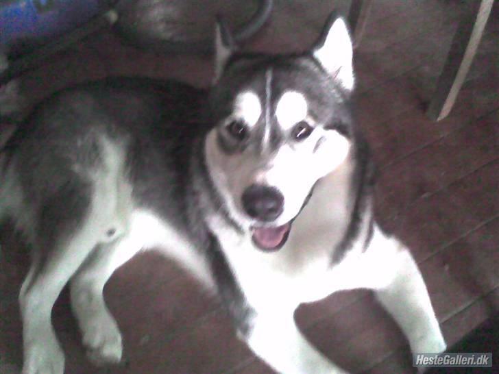 Alaskan malamute Simba  billede 8