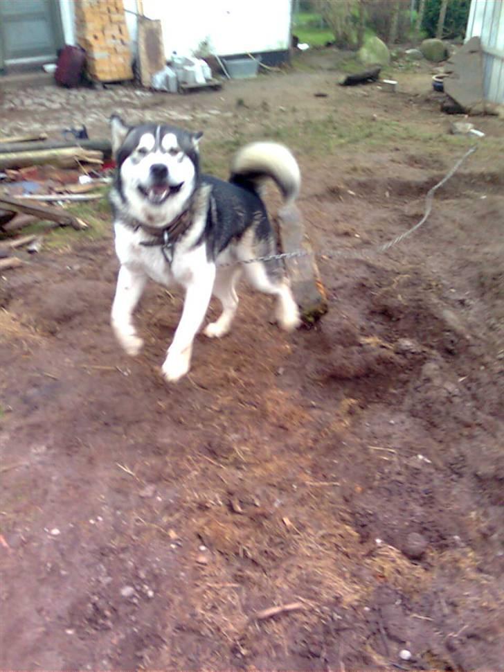 Alaskan malamute Simba  billede 9