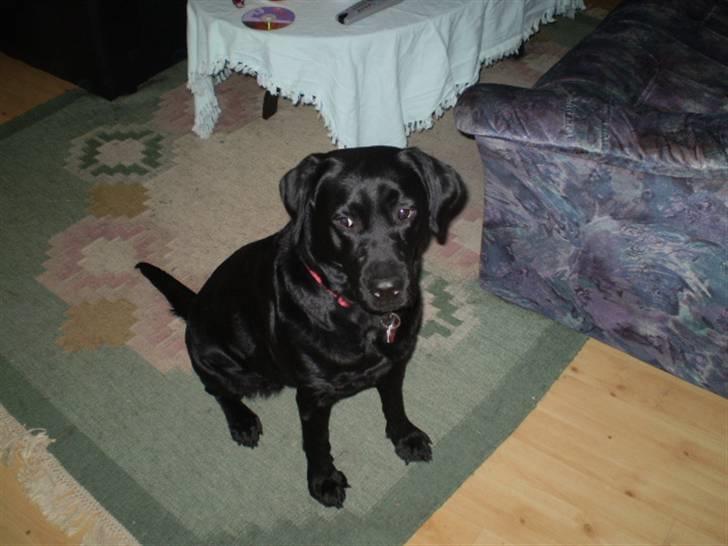 Labrador retriever cherri - er jeg ikke bare sød her billede 4