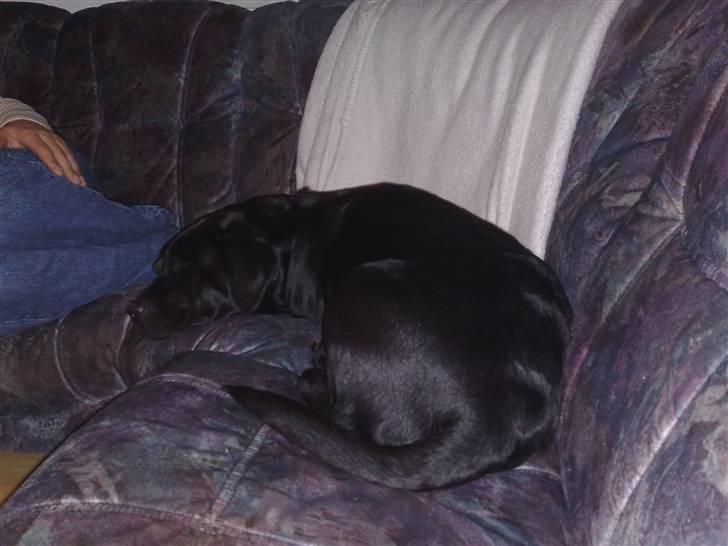 Labrador retriever cherri - her slapper den efter en lang går tur billede 5