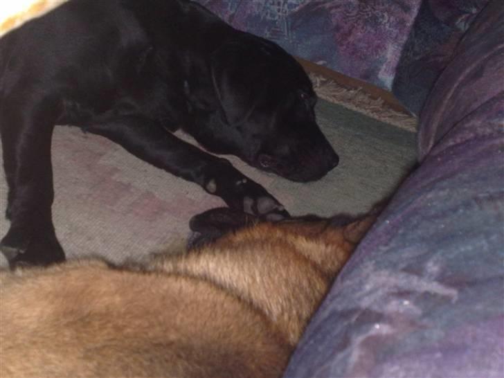 Labrador retriever cherri - sover ved siden af en god ven billede 6