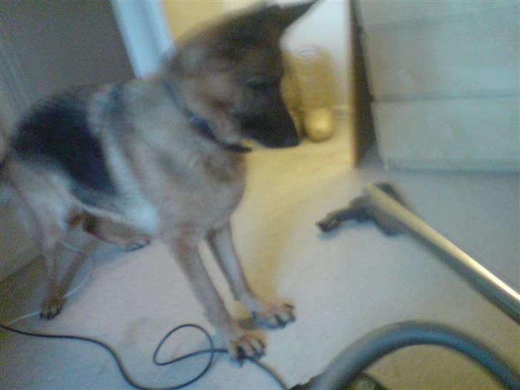 Schæferhund Tiki billede 1