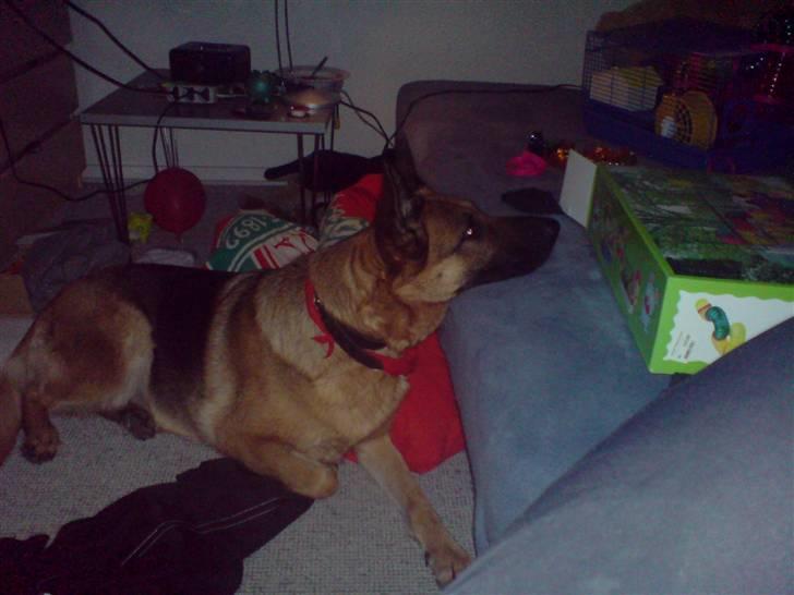 Schæferhund Tiki billede 2