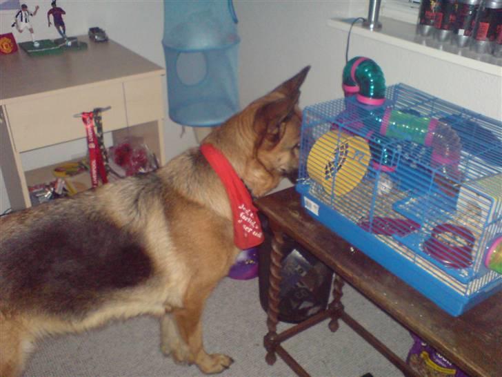 Schæferhund Tiki billede 3