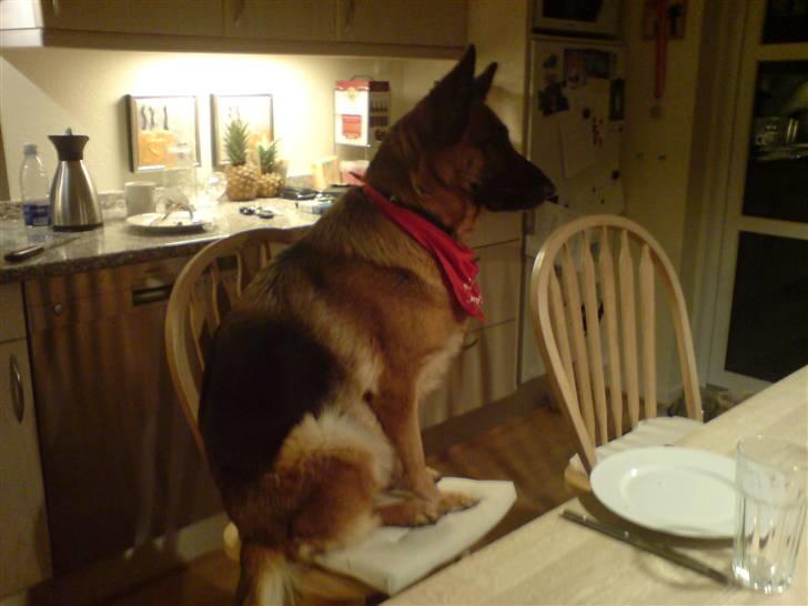 Schæferhund Tiki billede 4