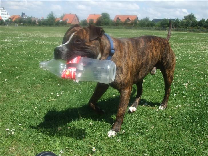 Amerikansk staffordshire terrier Tiger - Wee flasker er en a de bedste ting jeg ved :P billede 7