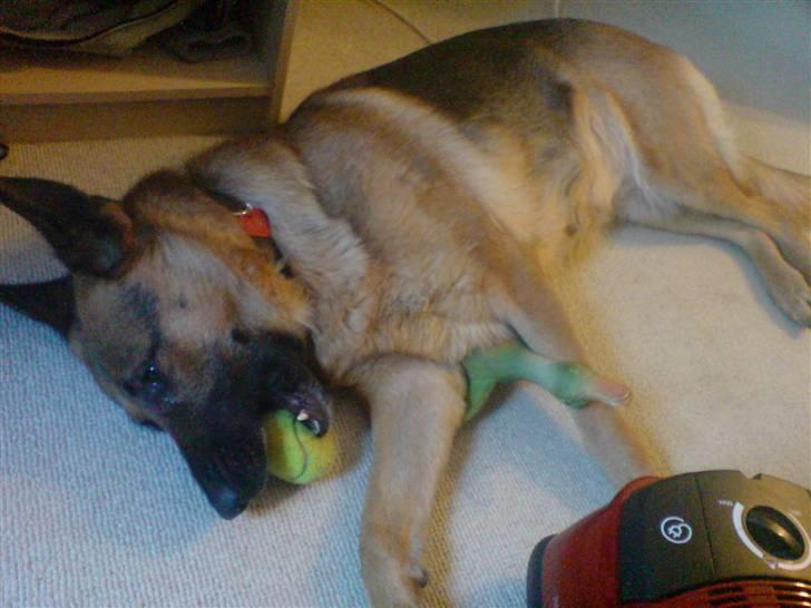 Schæferhund Tiki billede 5