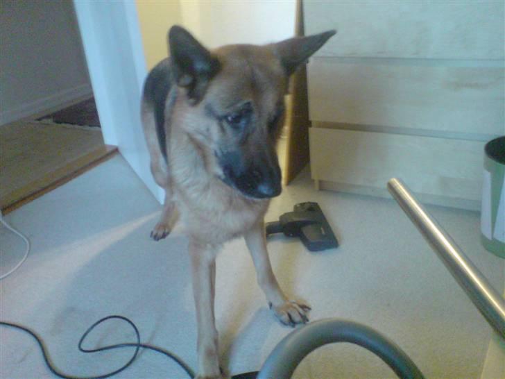 Schæferhund Tiki billede 6