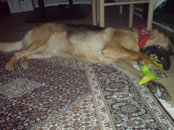 Schæferhund Tiki billede 7