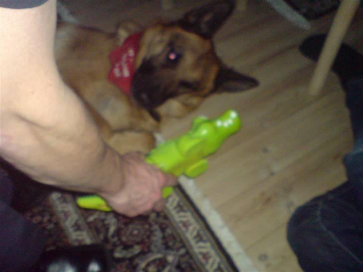 Schæferhund Tiki billede 8