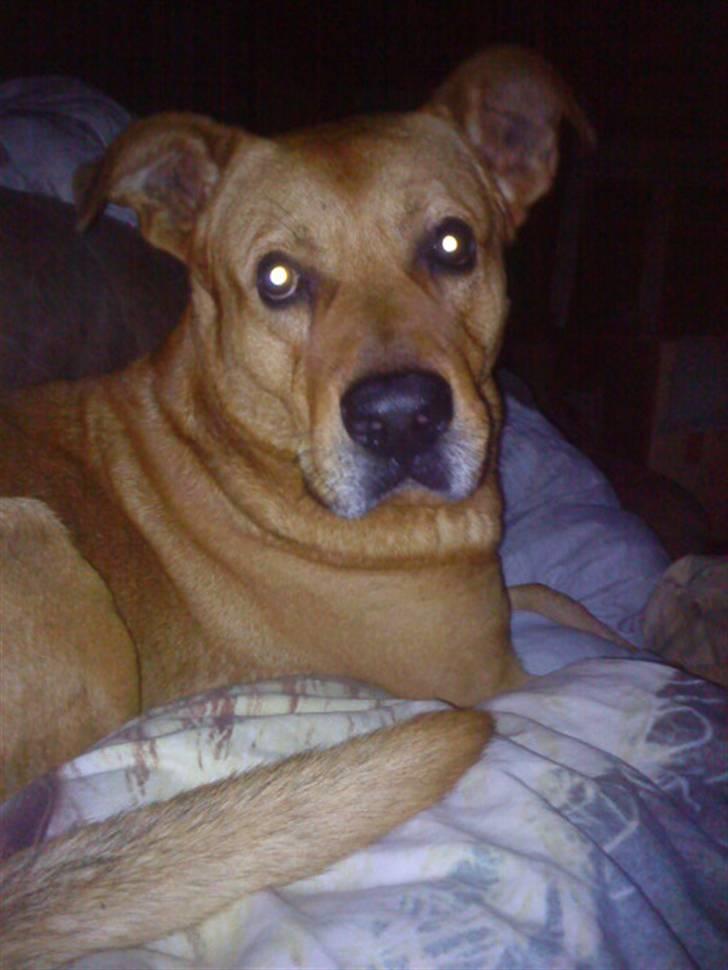 Rhodesian ridgeback Markus | Min Fars | billede 1