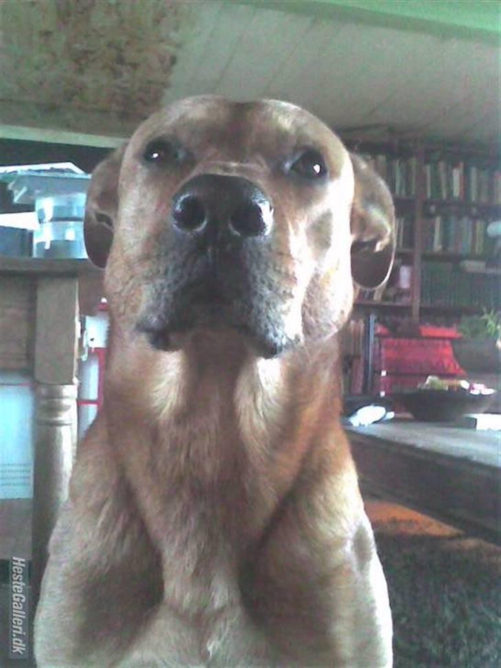 Rhodesian ridgeback Markus | Min Fars | billede 2