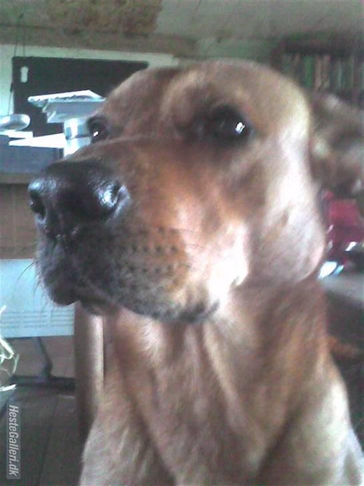 Rhodesian ridgeback Markus | Min Fars | billede 3