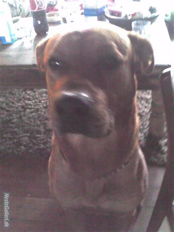 Rhodesian ridgeback Markus | Min Fars | billede 4